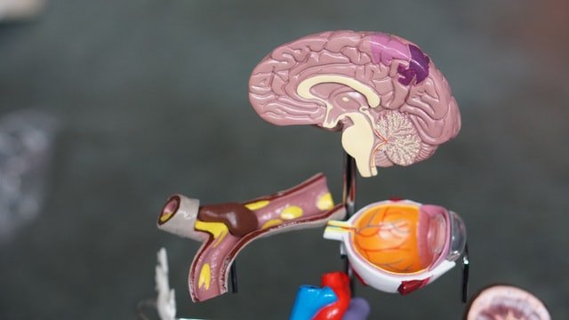 your intelligence
