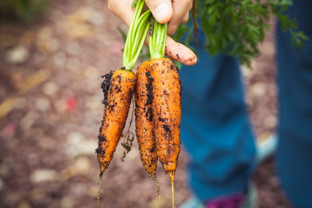 Where to Buy Chicory Root