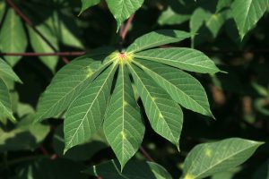 Picture of cassava leaves